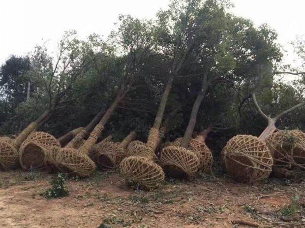 香樟樹(shù)圖片香樟樹(shù)基地實(shí)拍