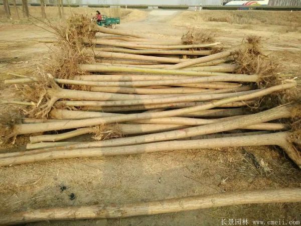 垂柳圖片垂柳基地實拍 垂柳圖片垂柳基地實拍