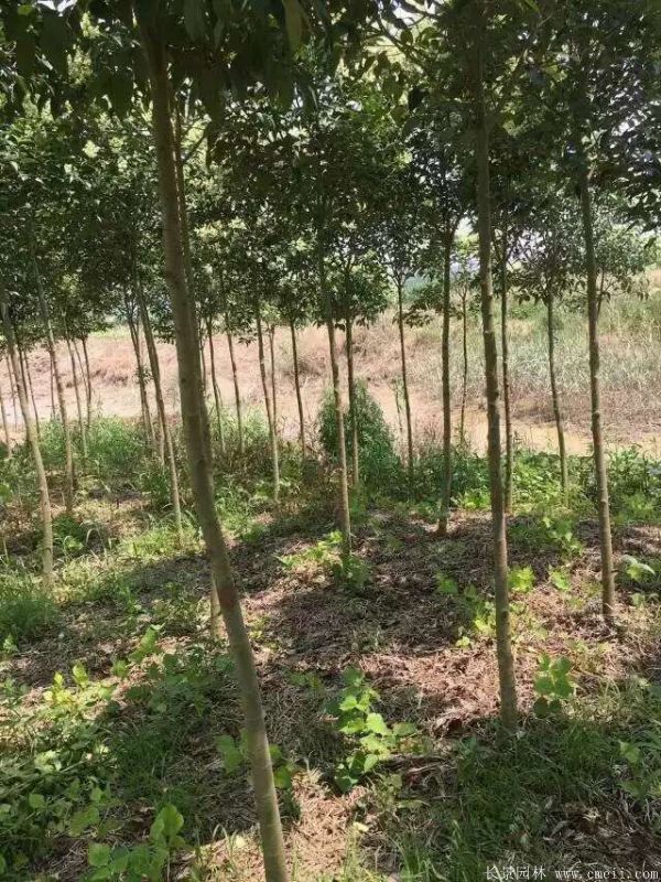 大葉女貞圖片大葉女貞基地實拍 大葉女貞圖片大葉女貞基地實拍