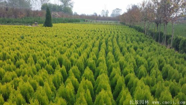 灑金柏種子發芽出苗圖片