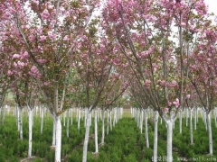 低價供應6公分櫻花樹苗，只有你想不到，沒有我