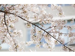 櫻花樹苗哪里有賣？麻煩推薦一家大型，有誠信