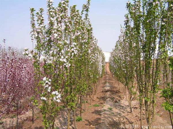 西府海棠圖片基地實拍
