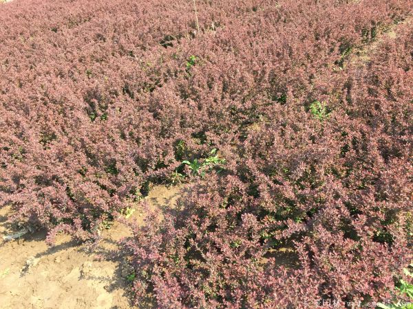 紅葉小檗圖片基地實拍 紅葉小檗圖片基地實拍