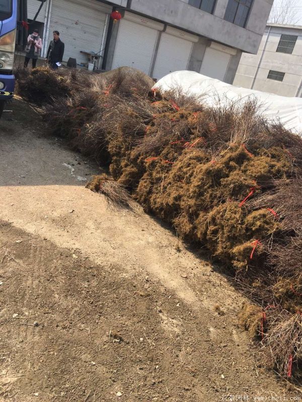 紅葉小檗圖片基地實拍 紅葉小檗圖片基地實拍