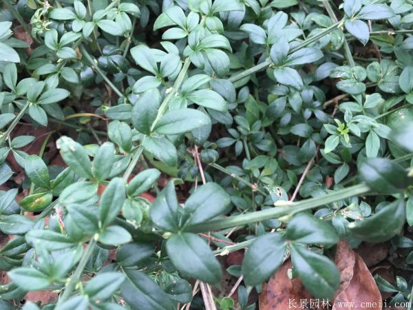 迎春花圖片基地實拍 迎春花圖片基地實拍