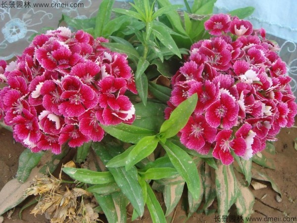 常夏石竹開花圖片