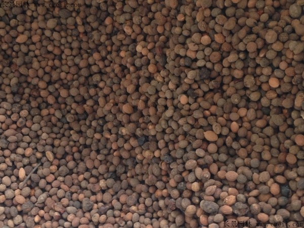 酸棗種子圖片 酸棗種子圖片