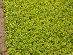 30-40公分高度的金葉女貞苗多少錢一株？