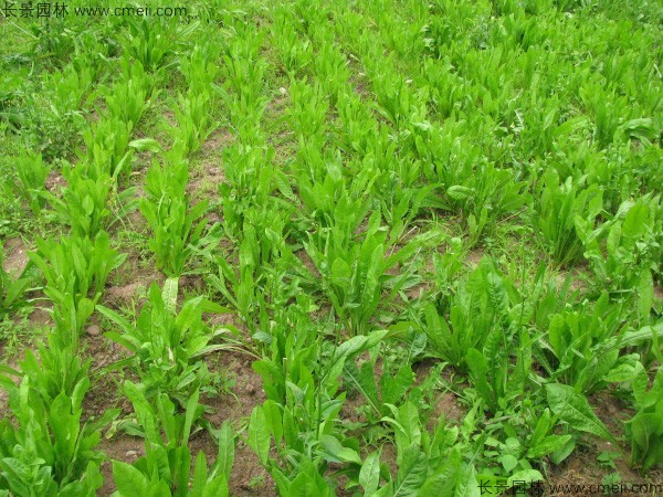 菊苣種子發芽出苗圖片