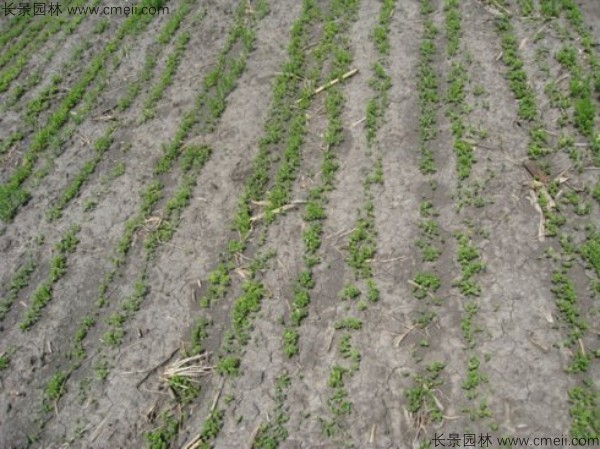 藍花亞麻種子發芽出苗圖片