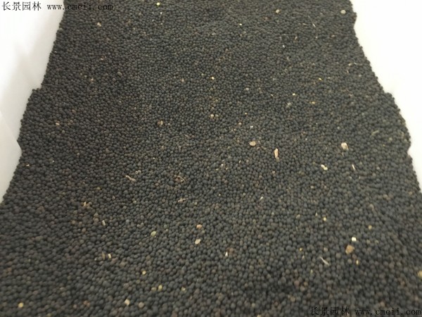 光葉紫花苕種子圖片 光葉紫花苕種子圖片