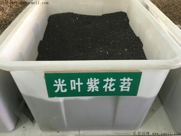 光葉紫花苕種子圖片 光葉紫花苕種子圖片