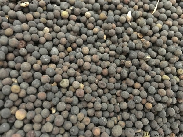 光葉紫花苕種子圖片 光葉紫花苕種子圖片