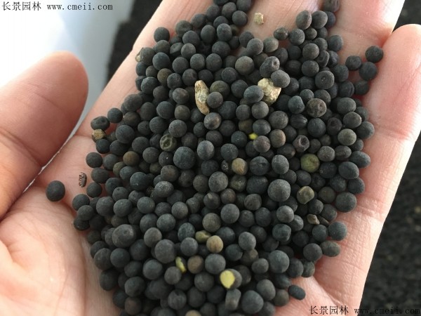 光葉紫花苕種子圖片 光葉紫花苕種子圖片