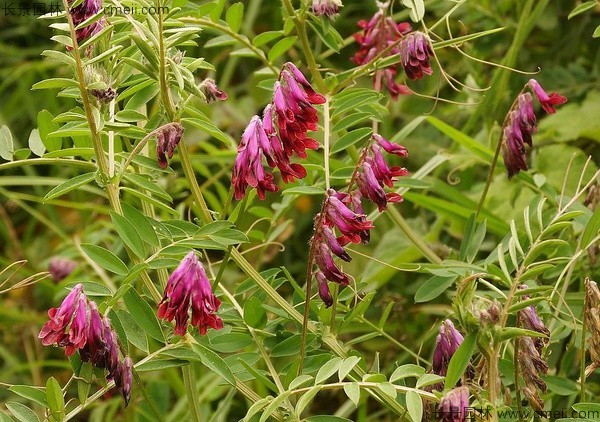 光葉紫花苕種子發(fā)芽出苗圖片 光葉紫花苕種子發(fā)芽出苗圖片