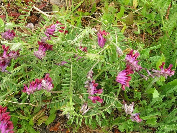 光葉紫花苕種子發(fā)芽出苗圖片 光葉紫花苕種子發(fā)芽出苗圖片