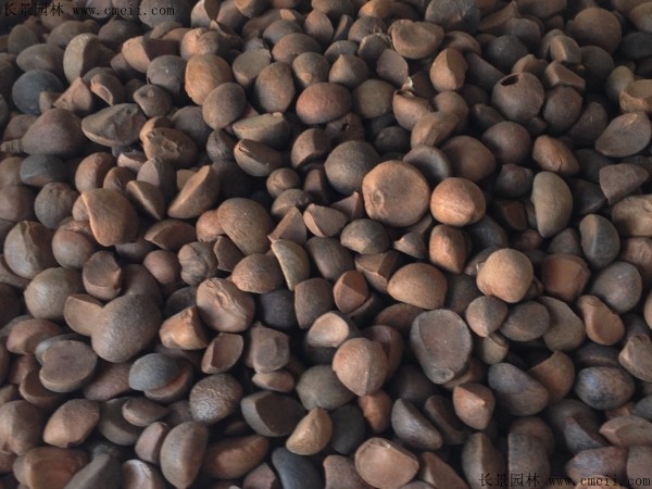 紅花油茶種子圖片 紅花油茶種子圖片