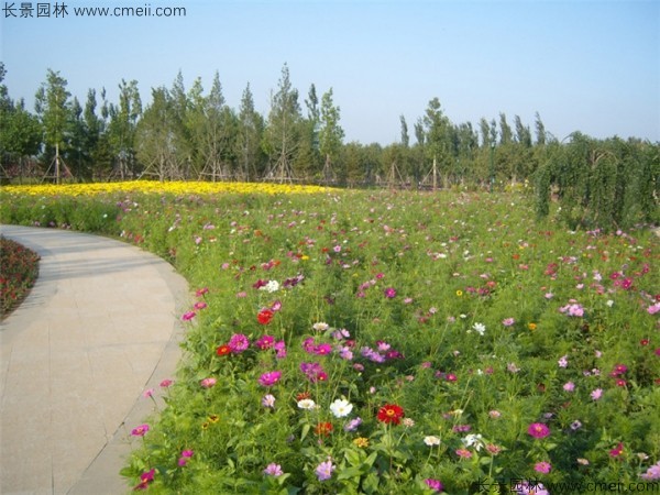 野花組合開(kāi)花圖片