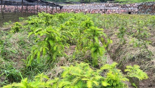 榧子種子發芽出苗圖片