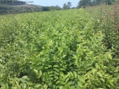 6月可以播種櫸樹嗎？