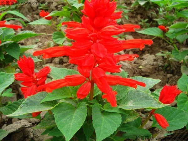 一串紅種子發(fā)芽出苗開花圖片