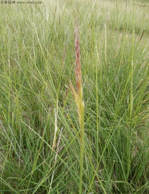 芨芨草種子發芽出苗圖片