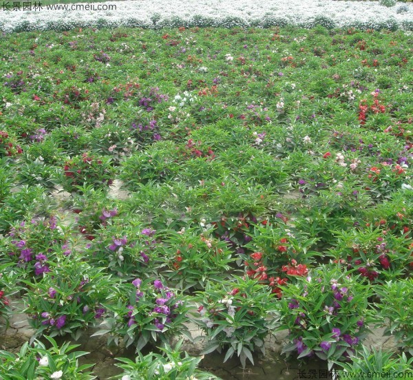 指甲花種子發芽出苗開花圖片