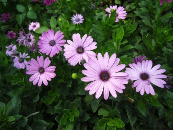 非洲萬(wàn)壽菊種子發(fā)芽出苗開花圖片