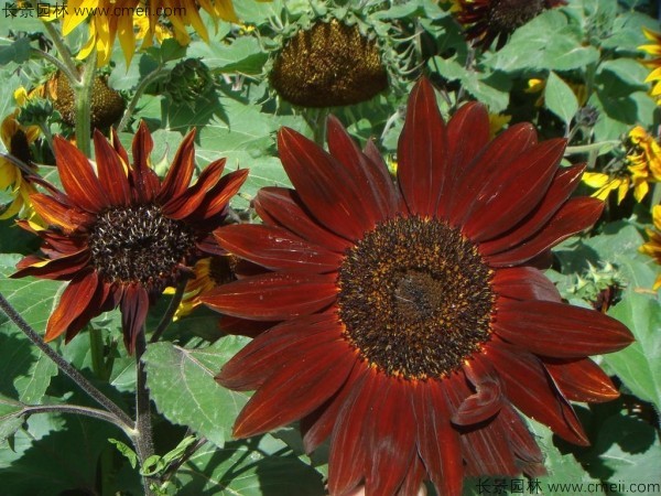 彩色向日葵 彩色向日葵