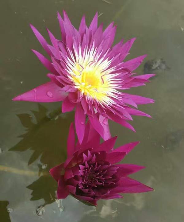 好品種類碗蓮花紅色