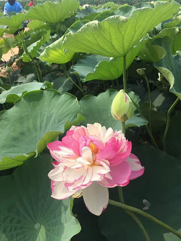 荷花種植基地實拍優質品種類