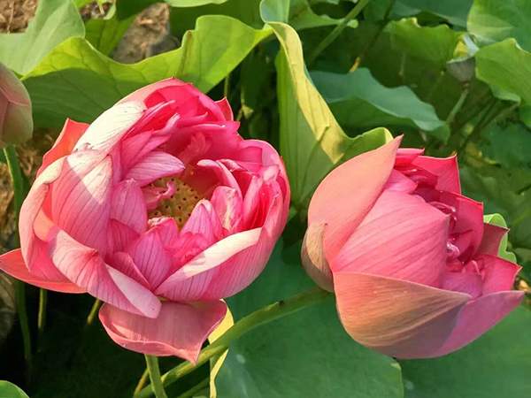 荷花種植基地實拍優質品種類