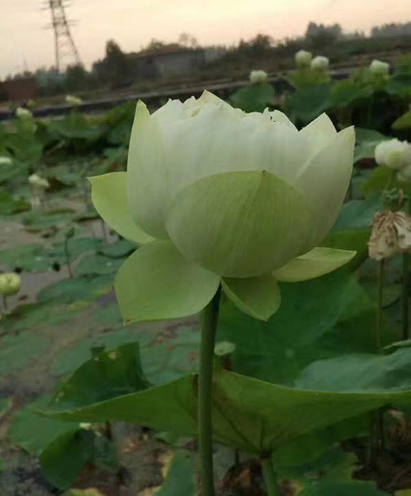 荷花種植基地實拍優質品種類