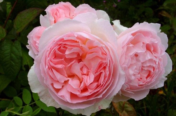 淺粉色的詹姆斯高威