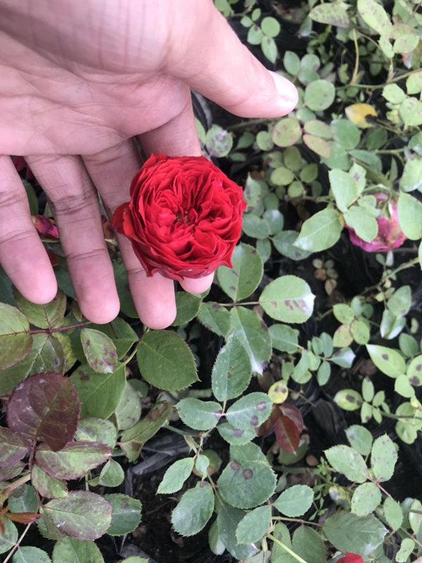 江蘇沭陽歐月基地照片