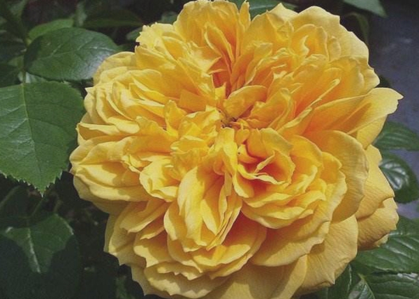 沭陽(yáng)長(zhǎng)景園林歐月基地