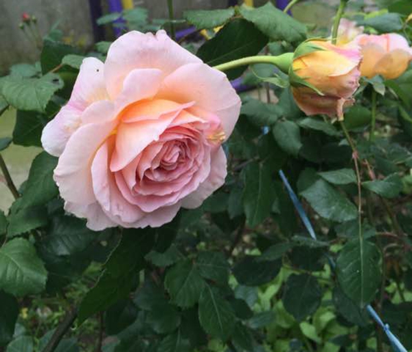 沭陽(yáng)長(zhǎng)景園林歐月基地