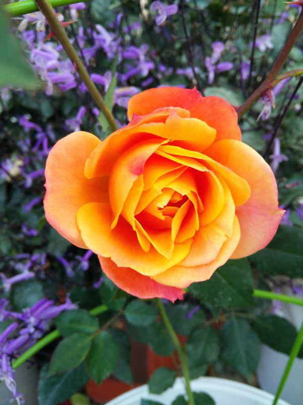 沭陽(yáng)長(zhǎng)景園林歐月基地