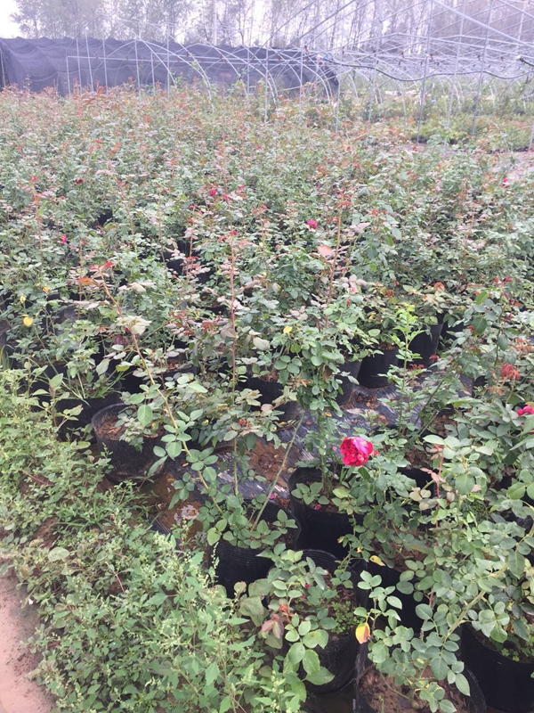 沭陽歐月基地照片