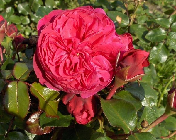 長景園林紅色達芬奇照片