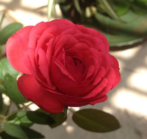 沭陽(yáng)歐月基地