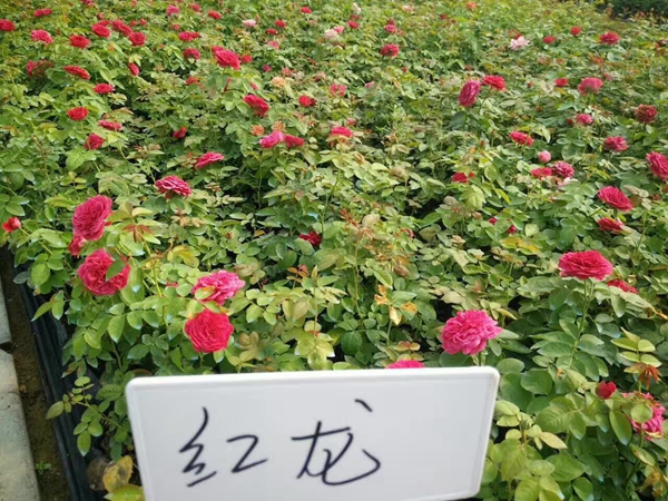 沭陽(yáng)歐月基地