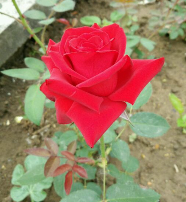 沭陽(yáng)歐月基地