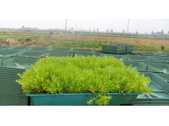 佛甲草屋頂綠化案例