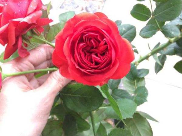 紅蘋果月季花苗