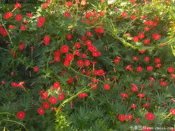 羽葉鶯蘿 羽葉鶯蘿