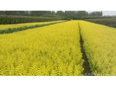 金葉女貞小苗價格哪里便宜？