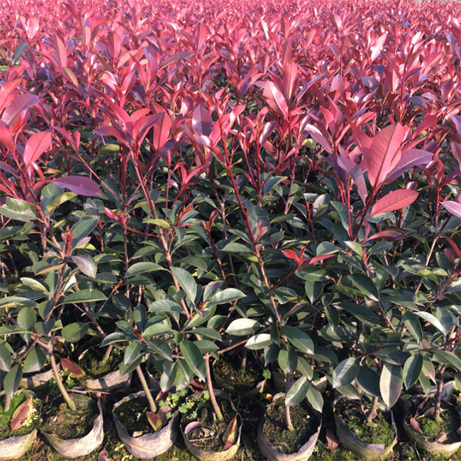 紅葉石楠球如何種植?紅葉石楠球種植技術及注意事項