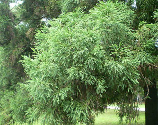 日本柳杉如何種植?日本柳杉栽培技術